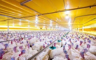 México, China e Chile suspendem compras de aves após surto de Newcastle em Santa Catarina