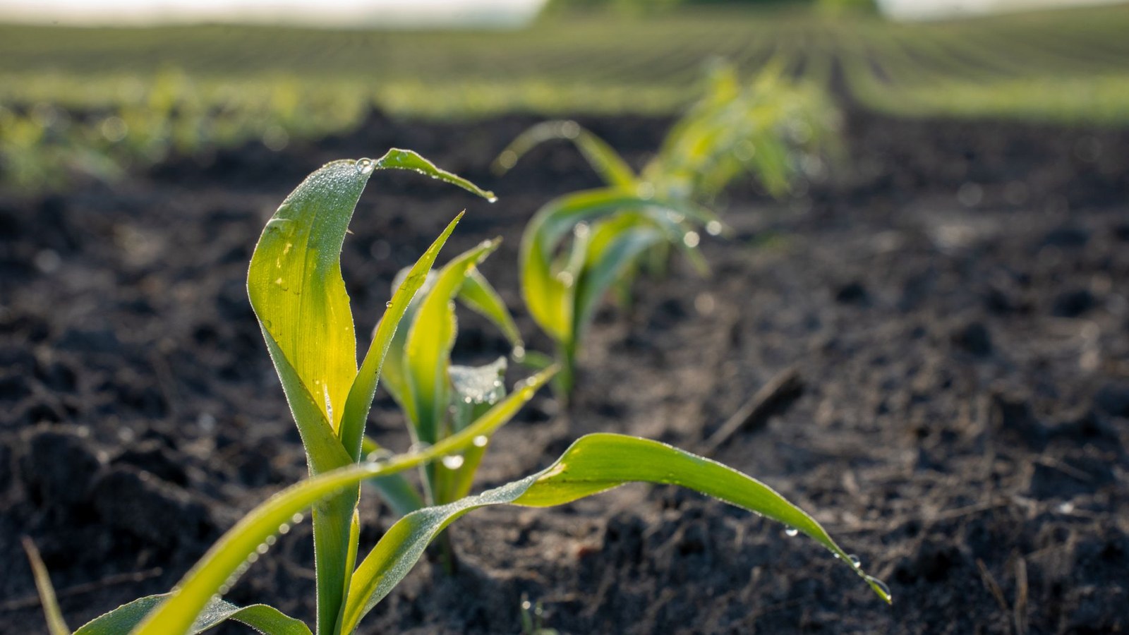 Milho atinge 75% de estabelecimento na área cultivada no RS