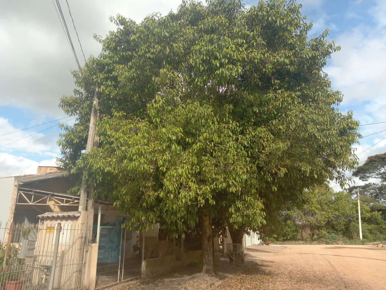 Denuncia: espera de um ano por poda de arvore e prejuízos causados pela rede elétrica