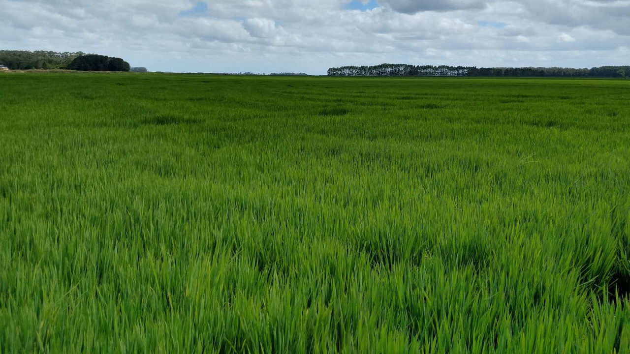 Nova estimativa para safra de grãos na safra 2023/24 é de 295,6 milhões de toneladas