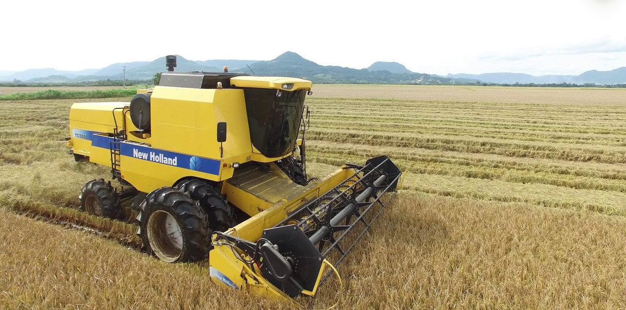 Novidade no campo! Arroz sem Defensivos Agrícolas