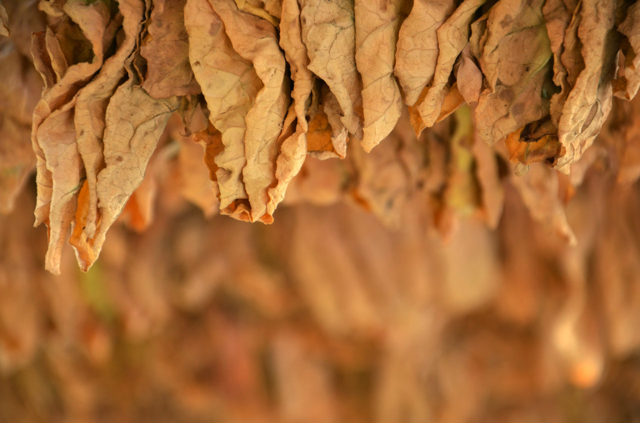 O melhor tabaco do mundo é o brasileiro