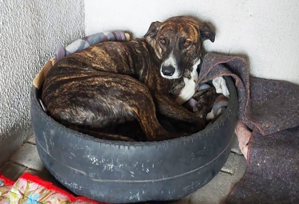 O que você precisa saber para cuidar corretamente de cães comunitários em Camaquã