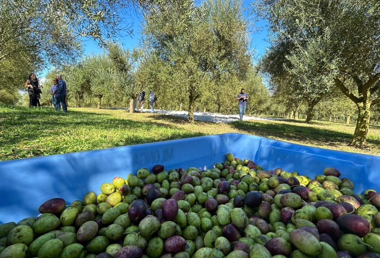 Olivoturismo quer transformar olivais brasileiros em destinos turísticos