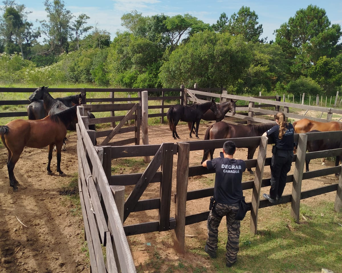 Operação Pealo: DECRAB de Camaquã recupera oito cavalos furtados em menos de 24 horas