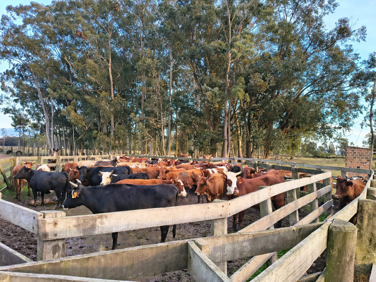 Operação da DECRAB Camaquã impõe rastreamento total a rebanho irregular em São Lourenço do Sul