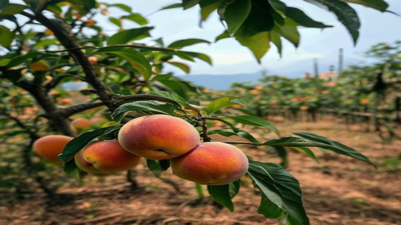 Pelotas recebe a Conab para lançamento do PAA do pêssego