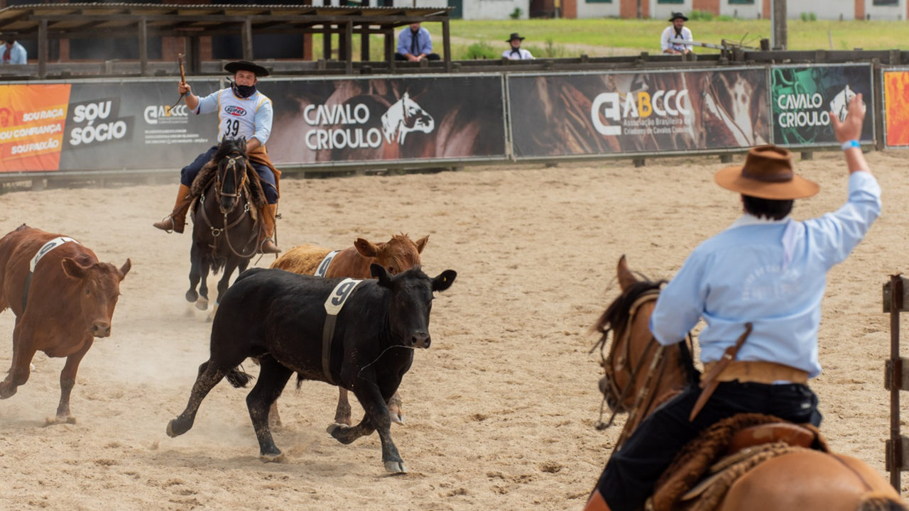 Pista do Cavalo Crioulo recebe trios para final da Campereada Team Penning