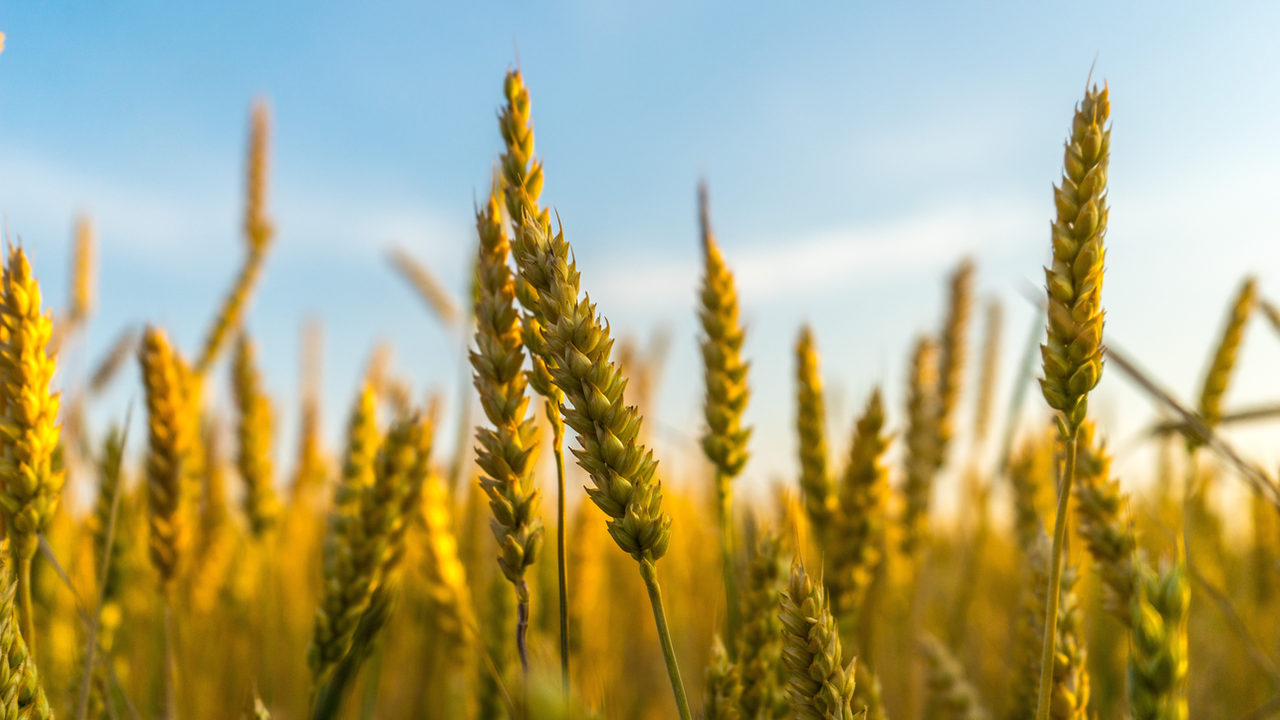 Plano Safra: o que o agricultor pode esperar?