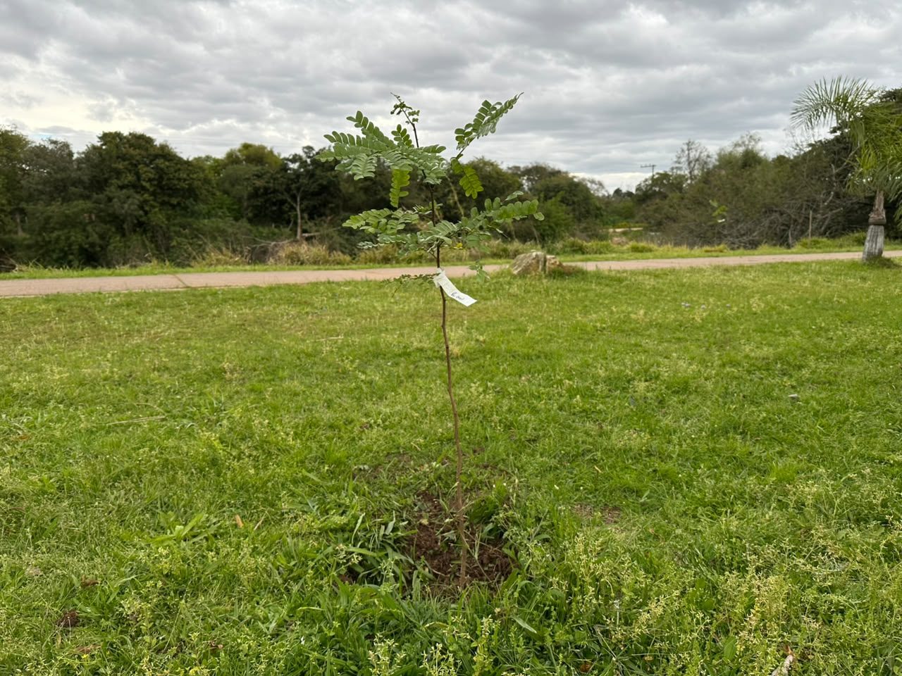 Plantio de pau-brasil marca Dia da Árvore em Camaquã