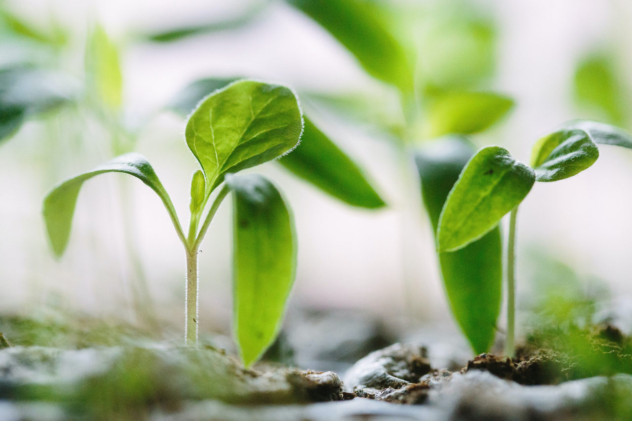 Polêmica do mercado de carbono vai afetar o agro?