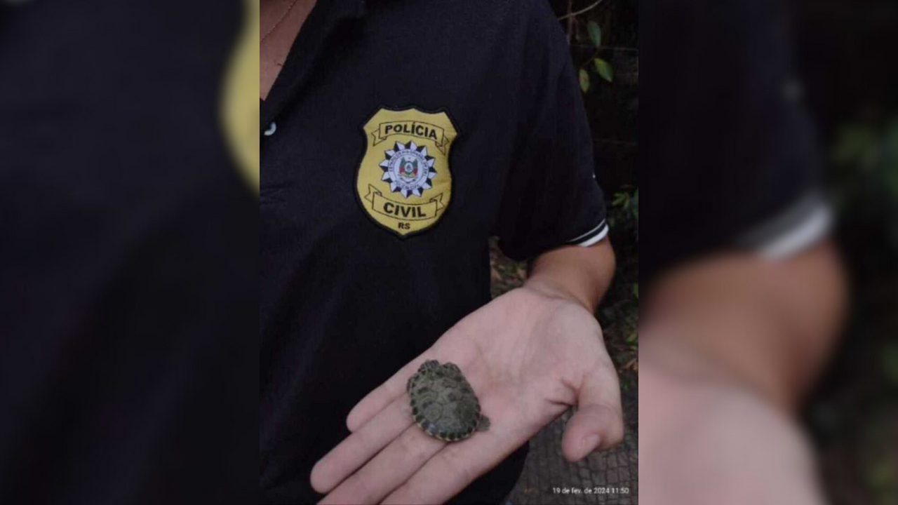 Polícia apreende dois mil ovos de tartarugas