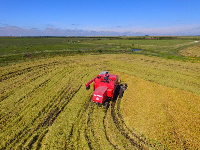 Por que a produção de arroz pode cair no RS? Entenda o impacto para o bolso