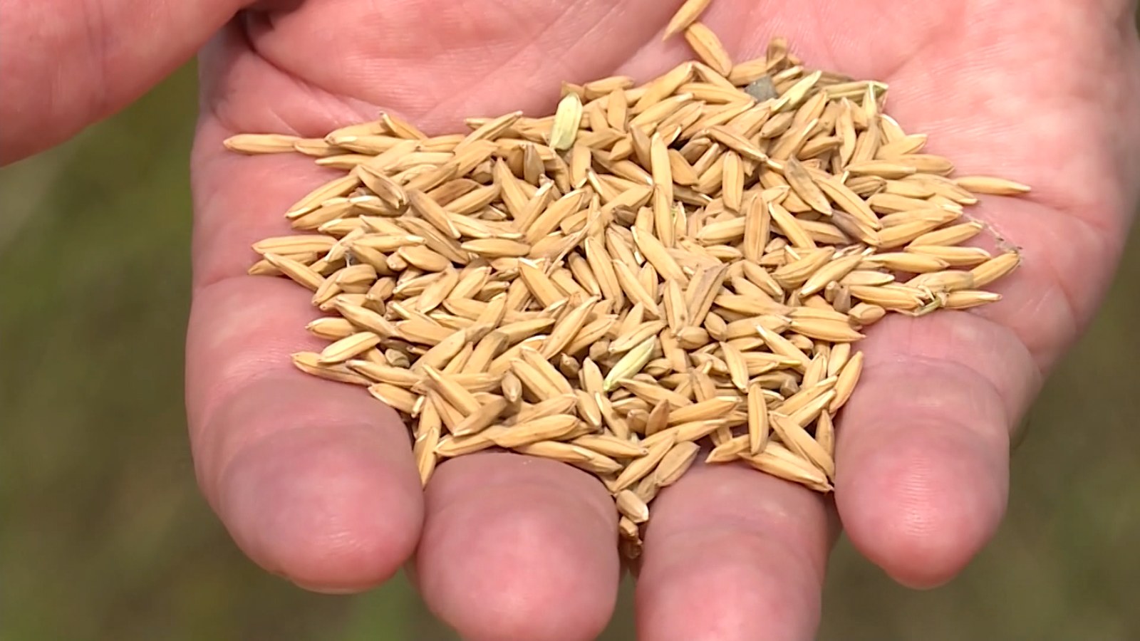 Preço do arroz sobe no RS e impacta economia da Costa Doce