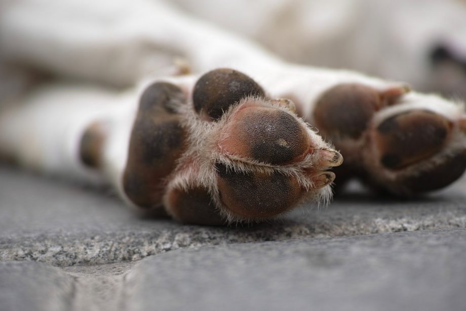 Prefeitura de Cristal orienta sobre destinação correta de animais mortos