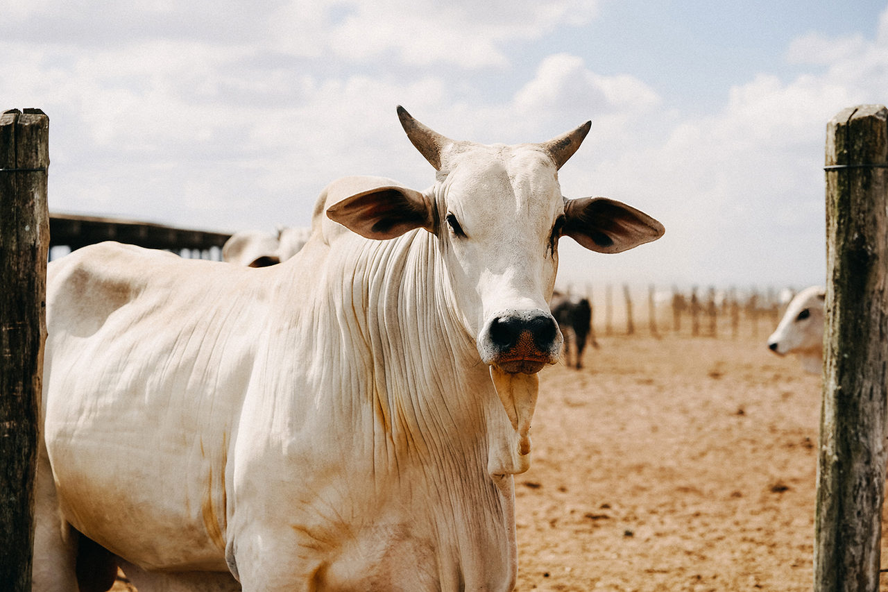 Preço da carne derrete e preocupa pecuaristas