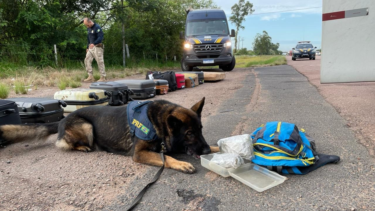 PRF apreende Skunk em ônibus em Eldorado do Sul com a ajuda dos cães farejadores