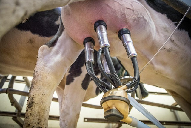 O fim do preço incerto? Entenda como o novo seguro do leite pode proteger o produtor gaúcho