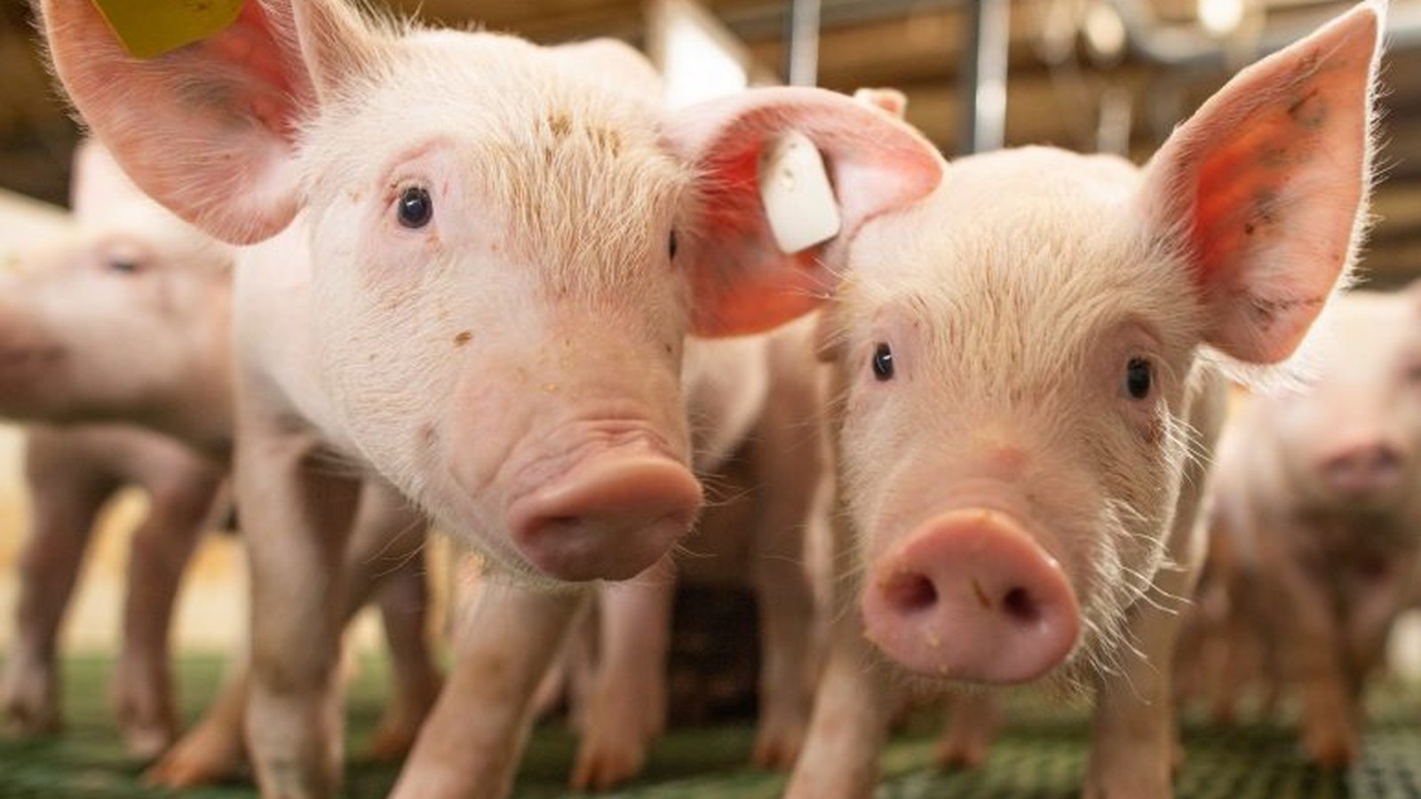 Produtor observa lote de suínos em granja no RS, cenário de custo acima do preço da carne.