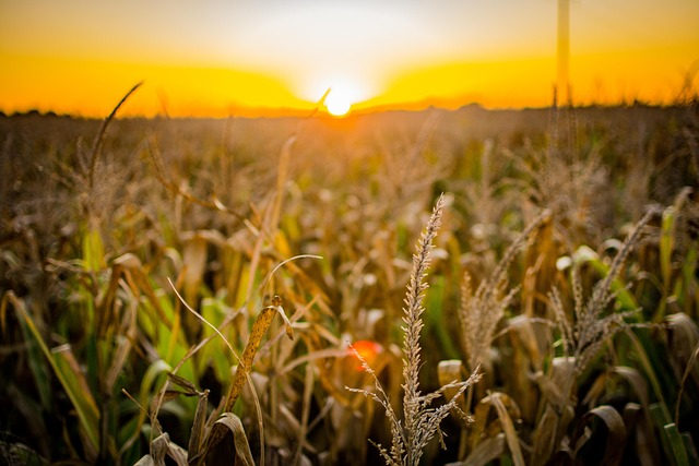 Quem são os nomes do campo que impulsionam a economia de Camaquã