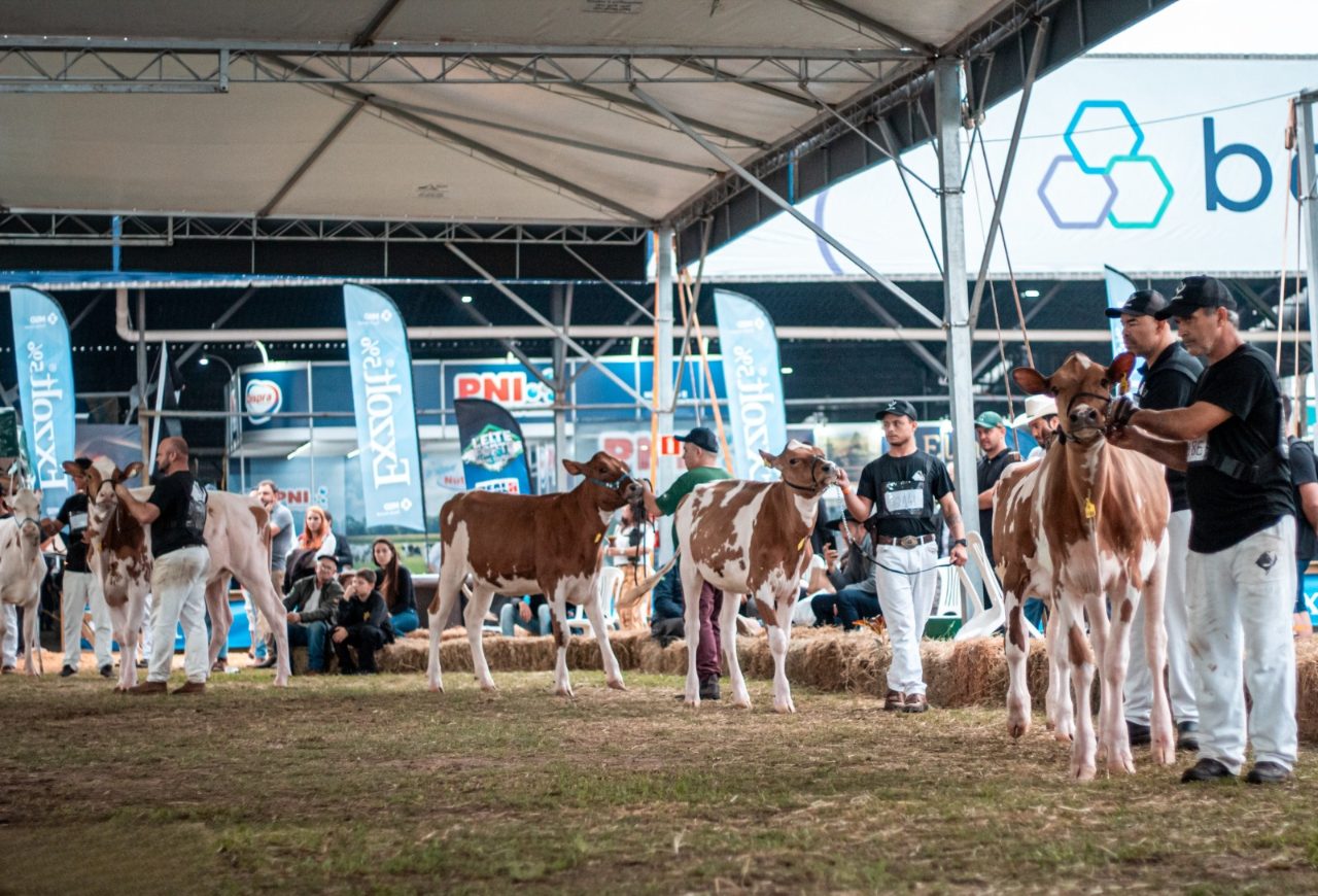 Raça Holandesa terá 181 animais inscritos na 49ª Expointer, em Esteio. Foto: Isabele Kleim/Divulgação
