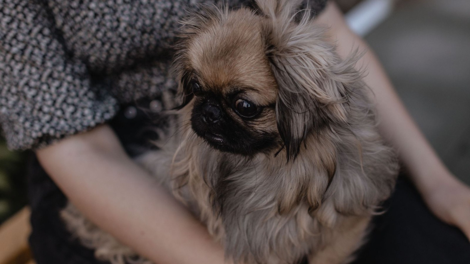 Regra dos 7 anos é mito: entenda a real idade do cão idoso