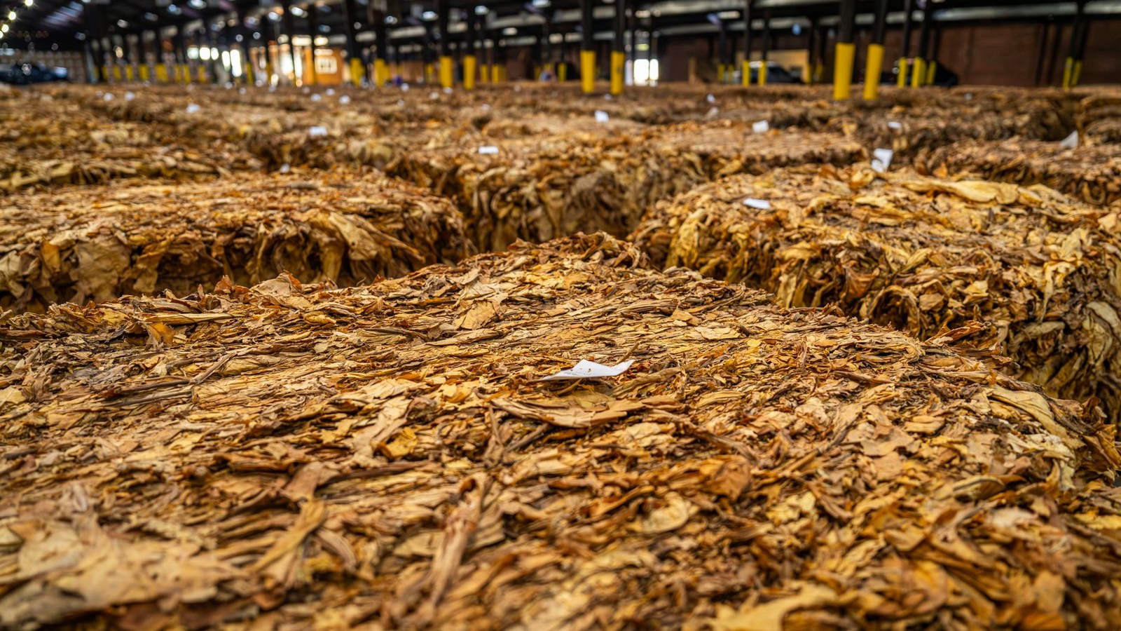 Folhas de tabaco em processo de cura dentro de estufa de secagem no Rio Grande do Sul
