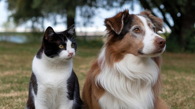 Restam menos de 100 vagas para castração gratuita de cães e gatos em Camaquã
