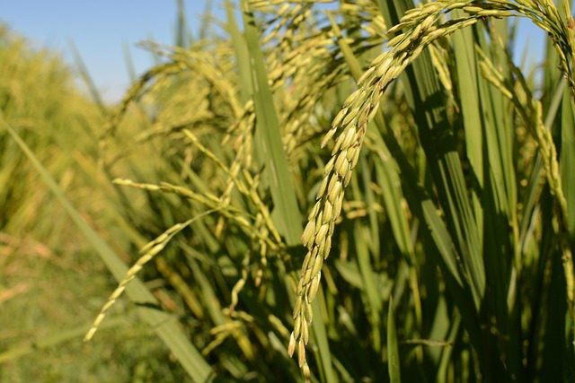Reta final: colheita de arroz atinge quase 90% e surpreende com alta produtividade