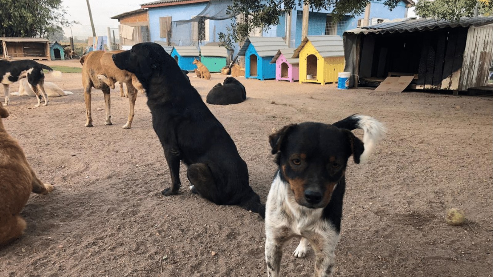 Rifa beneficente ajuda clínica animal da Arca em Camaquã