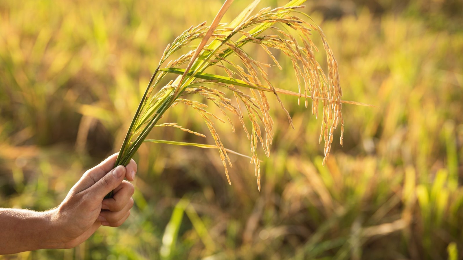 Pacotes de arroz em prateleira de mercado gaúcho; saca chega a R$ 80,35 no Estado