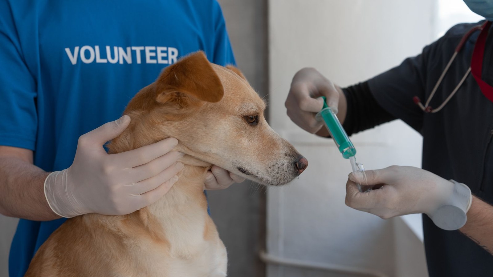 São Lourenço do Sul tem últimas vagas para curso de veterinária