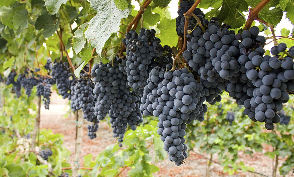Seminário vitivinícola reúne produtores em Camaquã no dia 30 de setembro