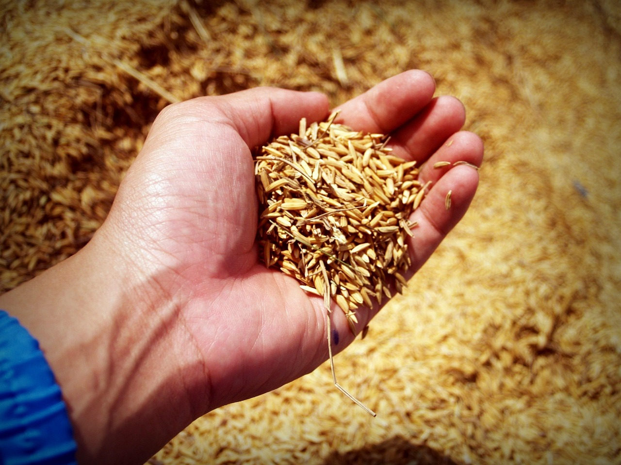 São Lourenço do Sul terá primeira usina de biochar a partir de casca de arroz do Brasil