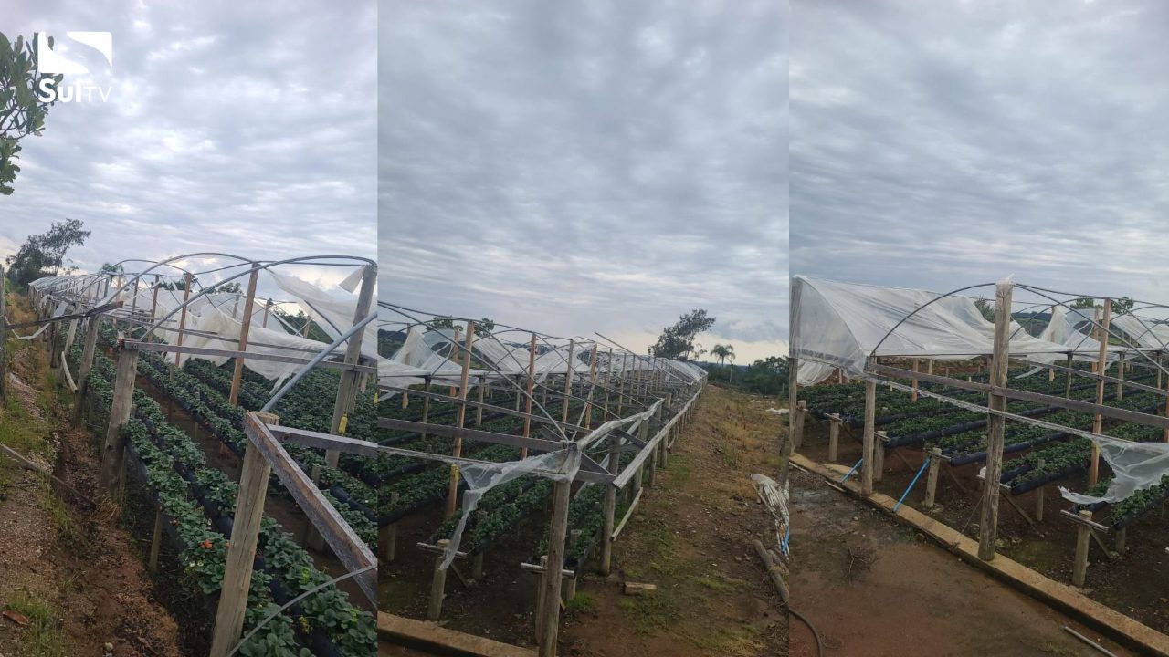 Temporal destrói estufa de morangos em Chuvisca e produtor faz vaquinha