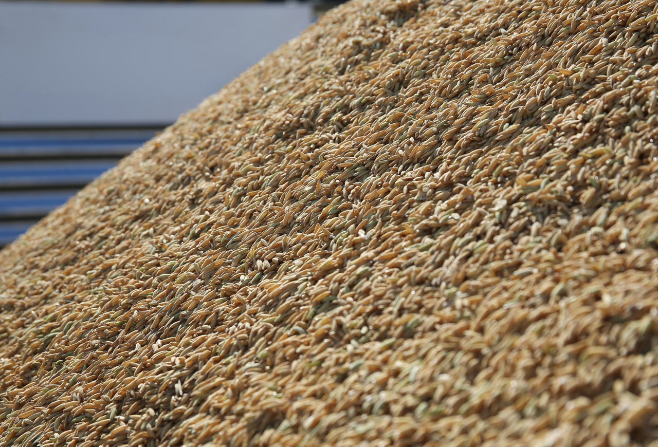 Tradings mantêm compra de arroz por R$ 62 e agilizam escoamento da safra no RS