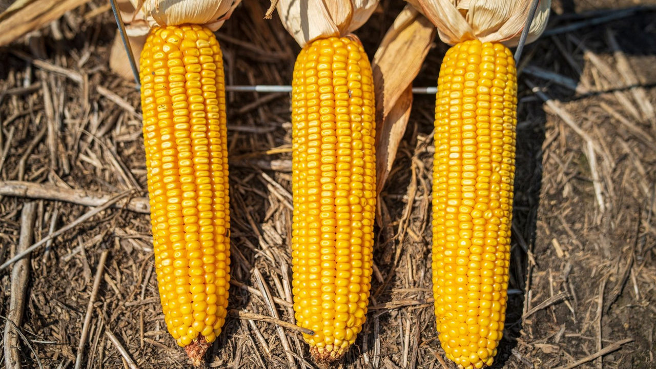 UFSM leva produtores gaúchos por 4 estados do Corn Belt nos EUA