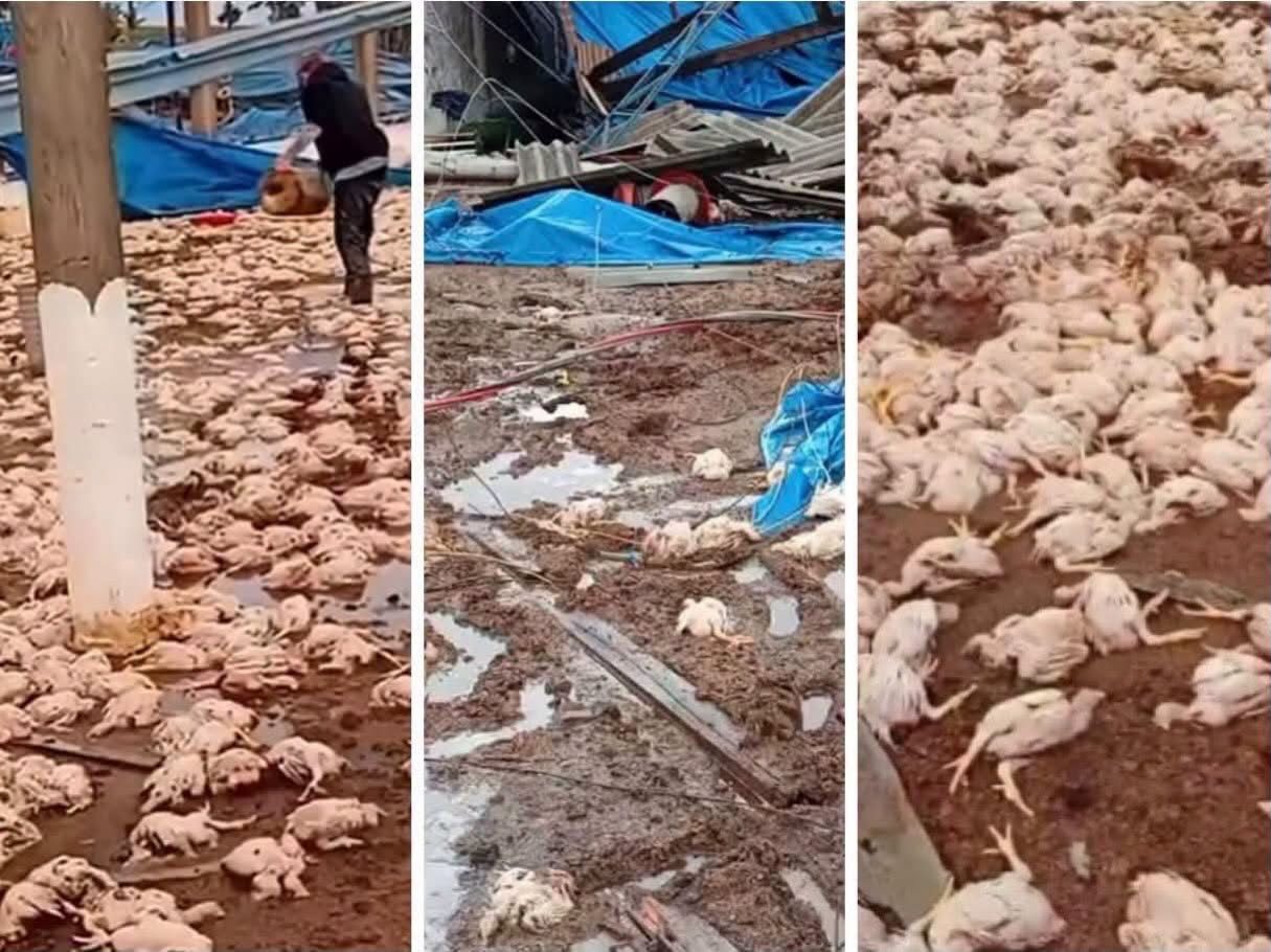 Vendaval de até 124,9 km/h destruiu aviário e matou 20 mil frangos em Apucarana (PR).