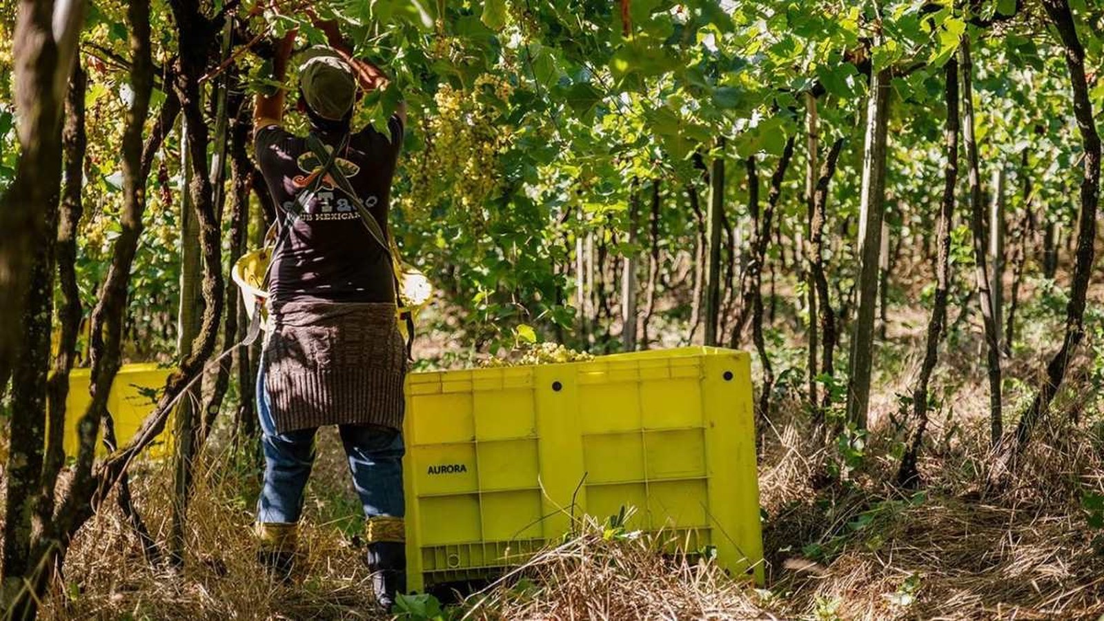 Linha de garrafas da Vinícola Aurora, em Bento Gonçalves, com vinhedos do Vale dos Vinhedos ao fundo