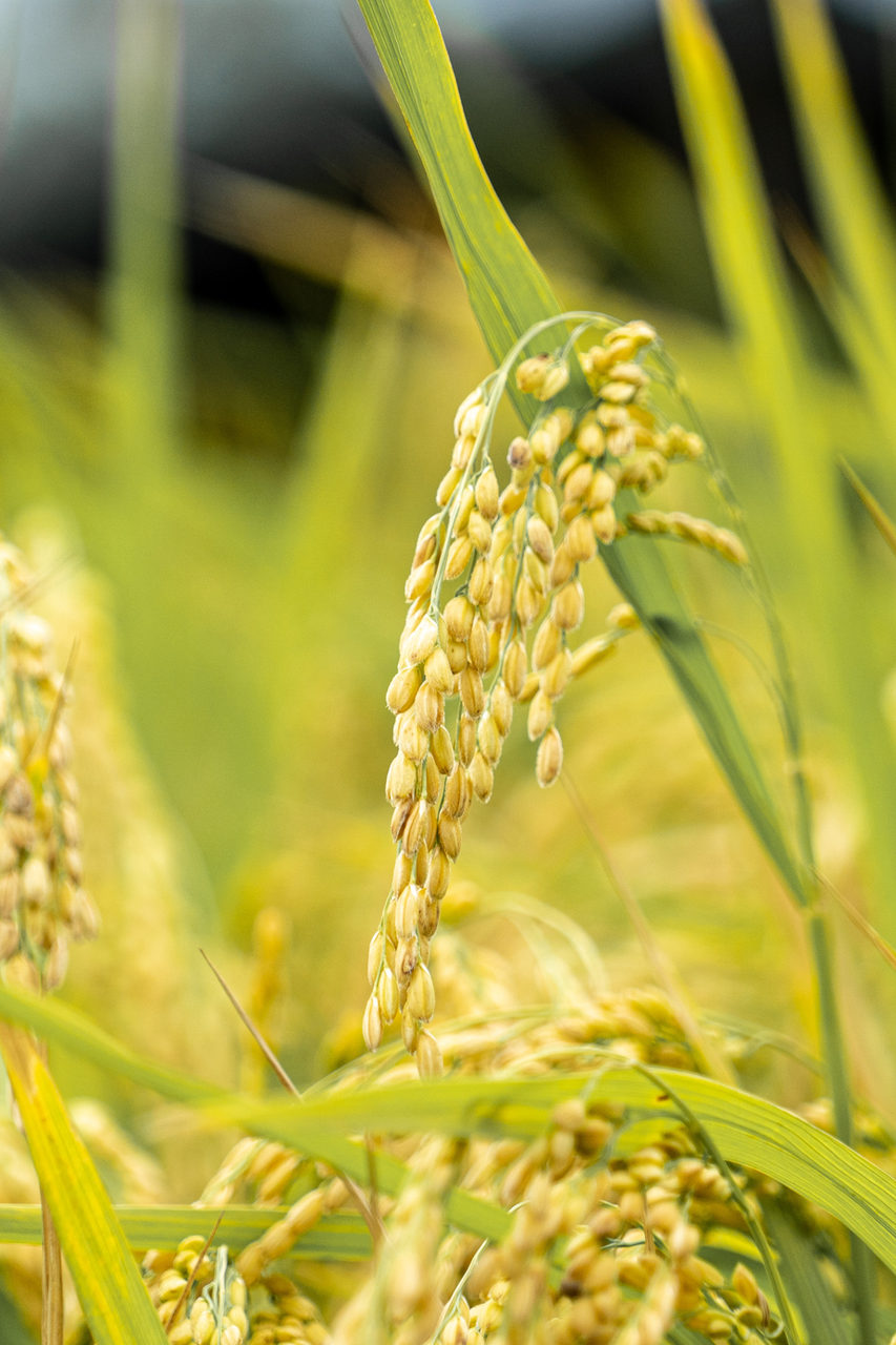 É possível produzir um arroz mais sustentável?