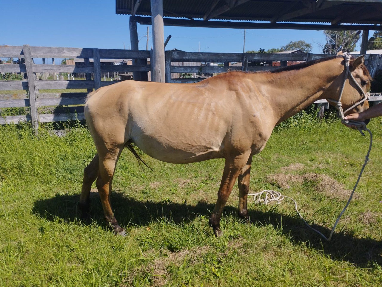 Égua prenha e cadela ferida são resgatadas de maus-tratos na BR-392 em Rio Grande