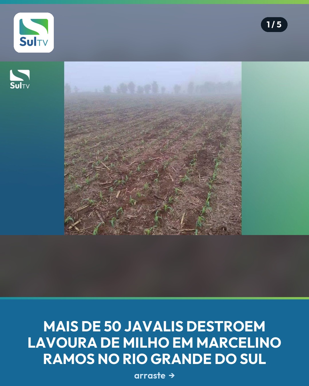 Produtor rural relata perda de mais de 3 hectares plantados durante fase importante da safra