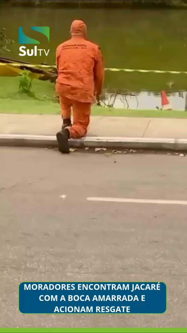 Um jacaré foi encontrado com a boca amarrada com fita em Niterói (RJ), situação que levantou suspeita de maus-tratos co…