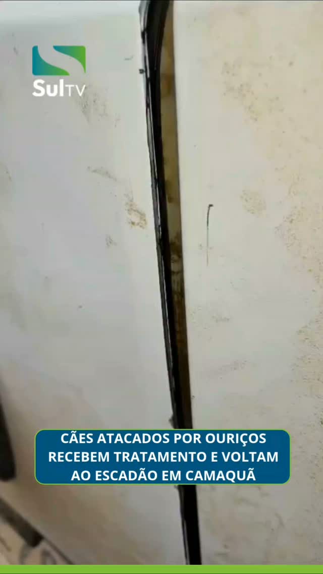 Os animais foram atendidos pela ARCA nesta terça-feira (08). Após receberem os cuidados necessários, os cães foram libe…