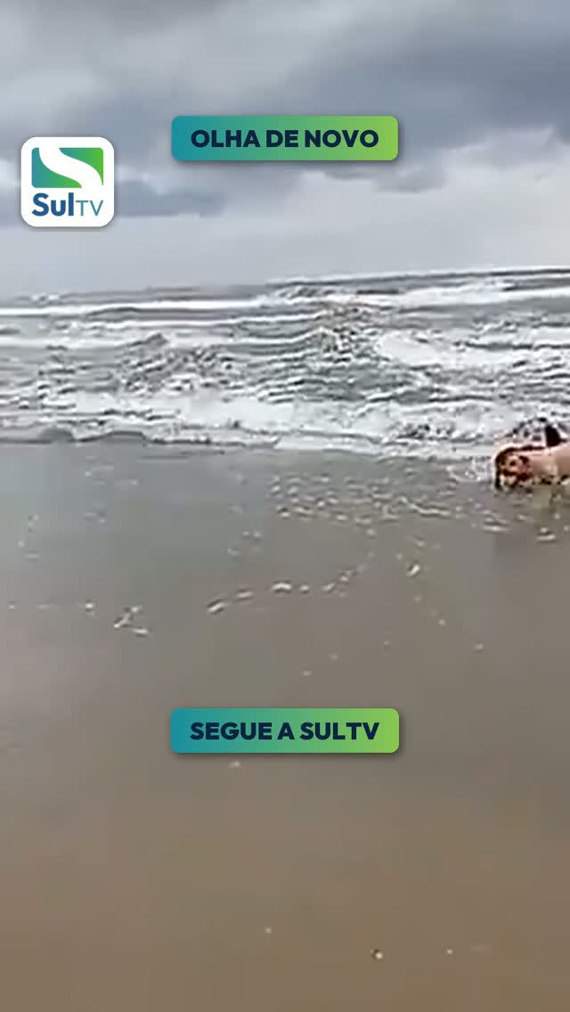 Vídeo mostra cães atacando lobo-marinho em praia de SC até pescador afastá-los