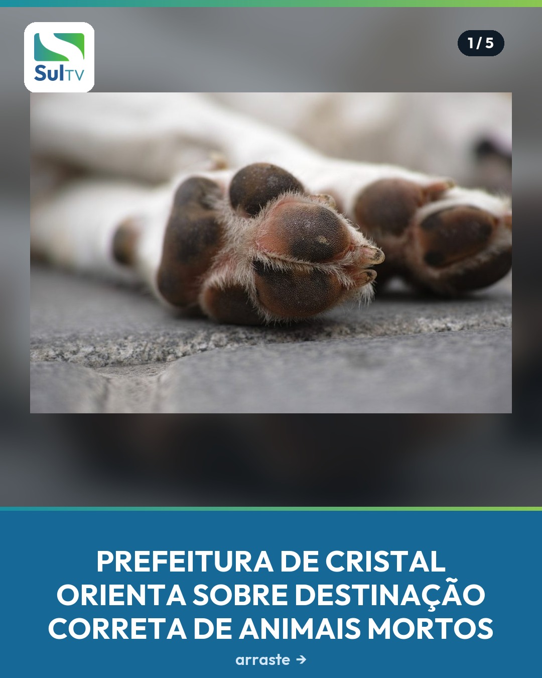 Município não dispõe de cemitério pet nem serviços de remoção, enterro ou cremação; descarte em locais inadequados amea…