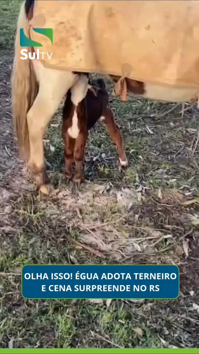 Uma cena inusitada chamou a atenção em Santo Antônio da Patrulha, no Rio Grande do Sul. Uma égua teria adotado um terne…